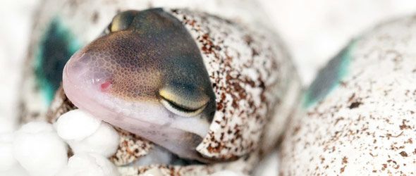 gecko-egg-590x250.jpg